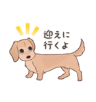 ダックス大好き！家族の連絡専用◆クリーム（個別スタンプ：21）