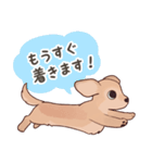 ダックス大好き！家族の連絡専用◆クリーム（個別スタンプ：23）