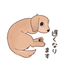 ダックス大好き！家族の連絡専用◆クリーム（個別スタンプ：26）