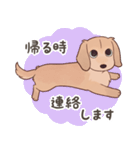 ダックス大好き！家族の連絡専用◆クリーム（個別スタンプ：29）
