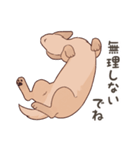 ダックス大好き！家族の連絡専用◆クリーム（個別スタンプ：30）