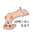 ダックス大好き！家族の連絡専用◆クリーム（個別スタンプ：31）