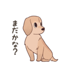 ダックス大好き！家族の連絡専用◆クリーム（個別スタンプ：32）