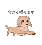 ダックス大好き！家族の連絡専用◆クリーム（個別スタンプ：33）