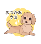 ダックス大好き！家族の連絡専用◆クリーム（個別スタンプ：35）