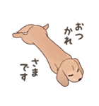 ダックス大好き！家族の連絡専用◆クリーム（個別スタンプ：36）