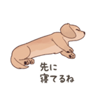 ダックス大好き！家族の連絡専用◆クリーム（個別スタンプ：38）