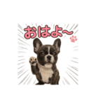 子犬verフレンチブルドッグ（個別スタンプ：1）