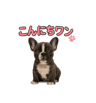 子犬verフレンチブルドッグ（個別スタンプ：2）