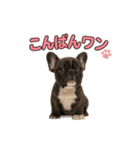 子犬verフレンチブルドッグ（個別スタンプ：3）