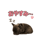 子犬verフレンチブルドッグ（個別スタンプ：4）