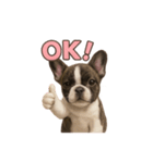 子犬verフレンチブルドッグ（個別スタンプ：5）