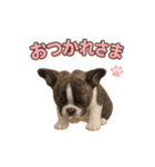子犬verフレンチブルドッグ（個別スタンプ：7）