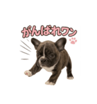 子犬verフレンチブルドッグ（個別スタンプ：9）