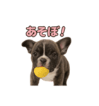 子犬verフレンチブルドッグ（個別スタンプ：10）
