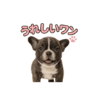 子犬verフレンチブルドッグ（個別スタンプ：11）