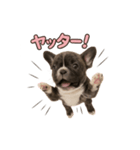 子犬verフレンチブルドッグ（個別スタンプ：12）