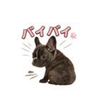 子犬verフレンチブルドッグ（個別スタンプ：13）