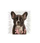 子犬verフレンチブルドッグ（個別スタンプ：14）