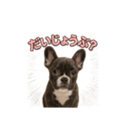 子犬verフレンチブルドッグ（個別スタンプ：15）
