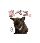 子犬verフレンチブルドッグ（個別スタンプ：16）