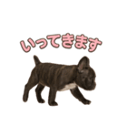 子犬verフレンチブルドッグ（個別スタンプ：17）