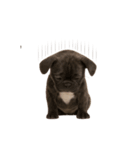 子犬verフレンチブルドッグ（個別スタンプ：18）