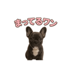 子犬verフレンチブルドッグ（個別スタンプ：19）