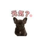 子犬verフレンチブルドッグ（個別スタンプ：20）