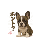 子犬verフレンチブルドッグ（個別スタンプ：22）