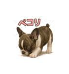 子犬verフレンチブルドッグ（個別スタンプ：24）