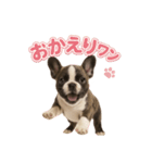 子犬verフレンチブルドッグ（個別スタンプ：25）
