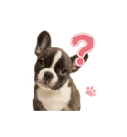 子犬verフレンチブルドッグ（個別スタンプ：26）