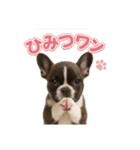 子犬verフレンチブルドッグ（個別スタンプ：28）