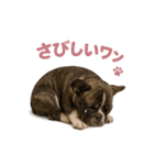 子犬verフレンチブルドッグ（個別スタンプ：29）