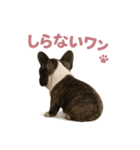 子犬verフレンチブルドッグ（個別スタンプ：30）