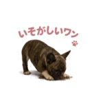 子犬verフレンチブルドッグ（個別スタンプ：31）