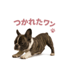 子犬verフレンチブルドッグ（個別スタンプ：32）