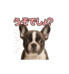 子犬verフレンチブルドッグ（個別スタンプ：33）