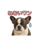 子犬verフレンチブルドッグ（個別スタンプ：34）