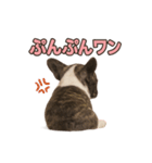 子犬verフレンチブルドッグ（個別スタンプ：35）