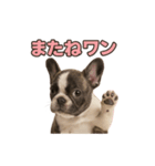 子犬verフレンチブルドッグ（個別スタンプ：36）