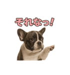 子犬verフレンチブルドッグ（個別スタンプ：39）