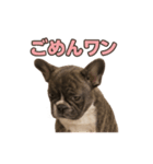 子犬verフレンチブルドッグ（個別スタンプ：40）