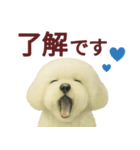毎日使うかわいいトイプードルスタンプ（個別スタンプ：1）