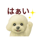 毎日使うかわいいトイプードルスタンプ（個別スタンプ：4）