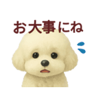 毎日使うかわいいトイプードルスタンプ（個別スタンプ：16）