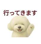 毎日使うかわいいトイプードルスタンプ（個別スタンプ：20）