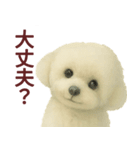 毎日使うかわいいトイプードルスタンプ（個別スタンプ：24）