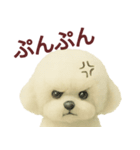 毎日使うかわいいトイプードルスタンプ（個別スタンプ：30）